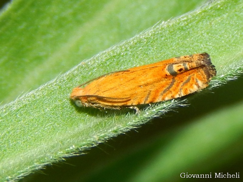 Piccolo Tortricidae (4-5 mm) arancio da ID